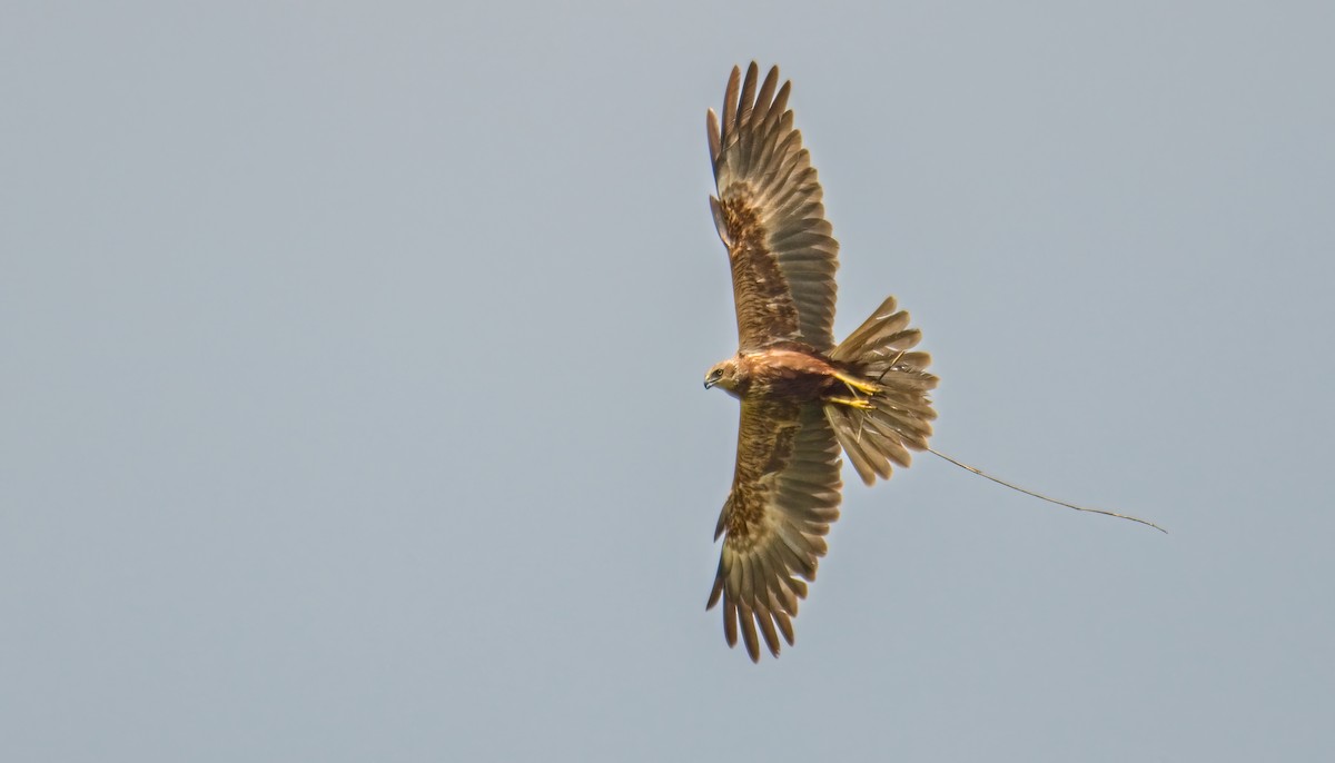 Western Marsh Harrier - ML620302181