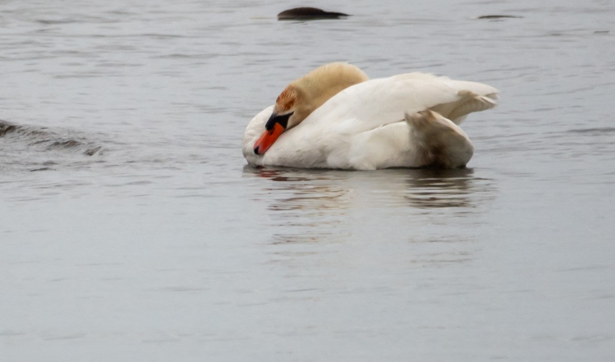 Mute Swan - ML620302182