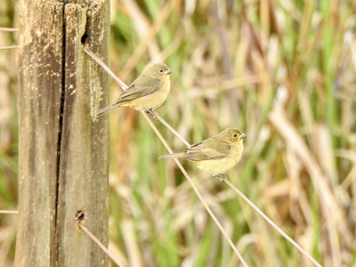 Double-collared Seedeater - ML620302185