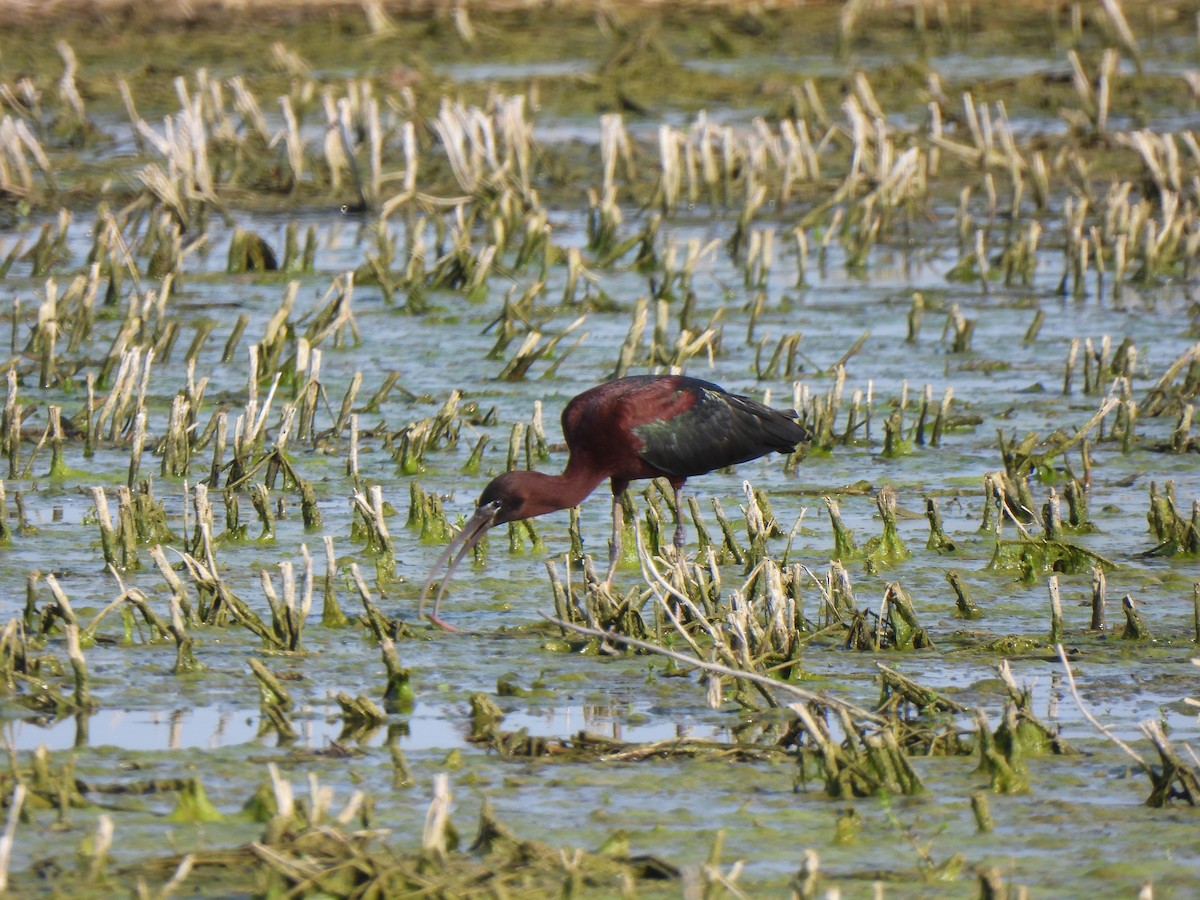 Glossy Ibis - ML620302186