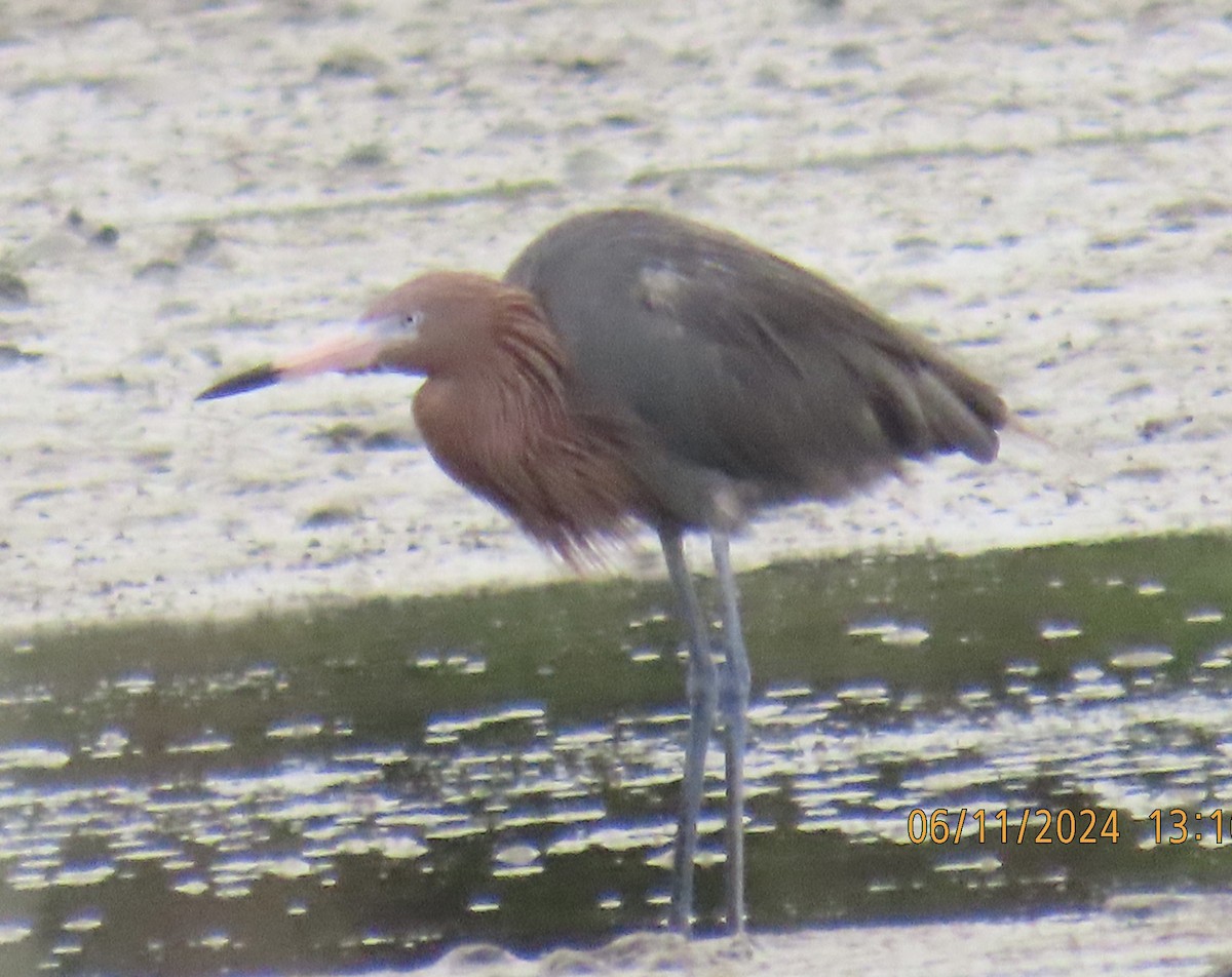 Reddish Egret - ML620302193