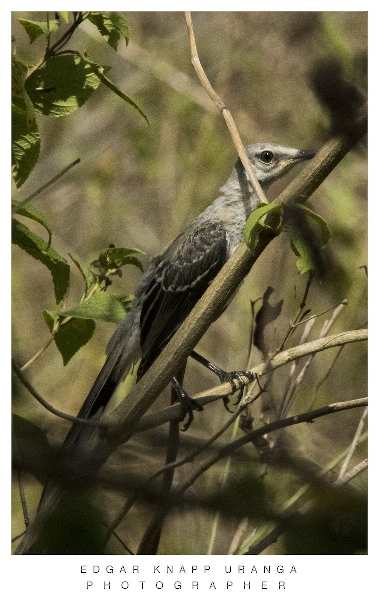 Tropical Mockingbird - ML620302197