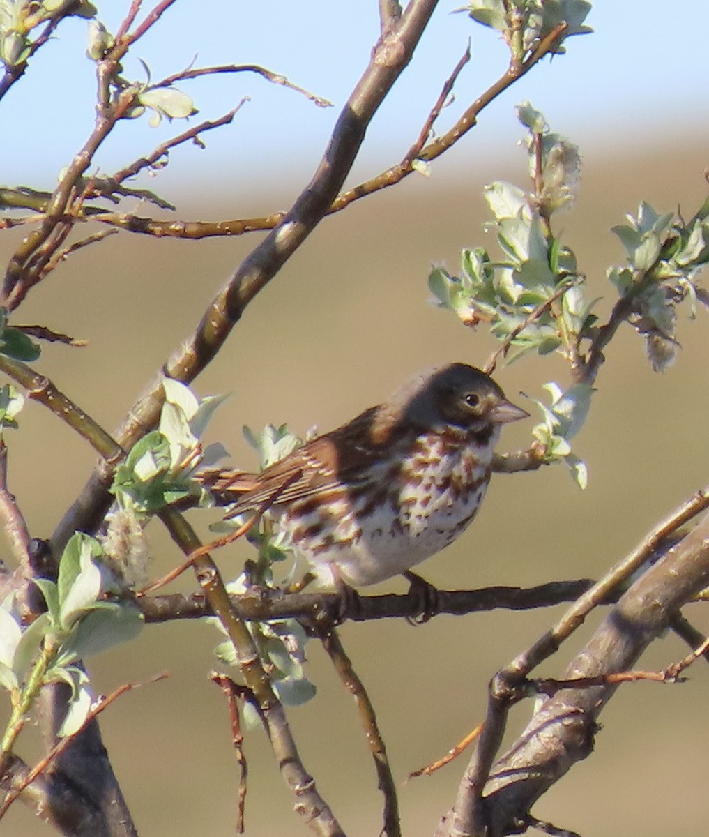 Fox Sparrow (Red) - ML620302198