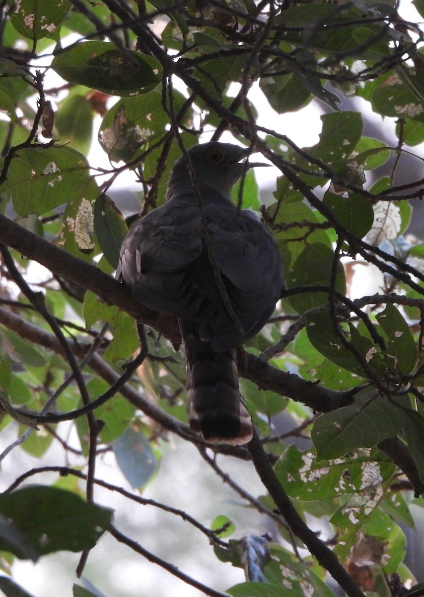 Common Hawk-Cuckoo - ML620302201