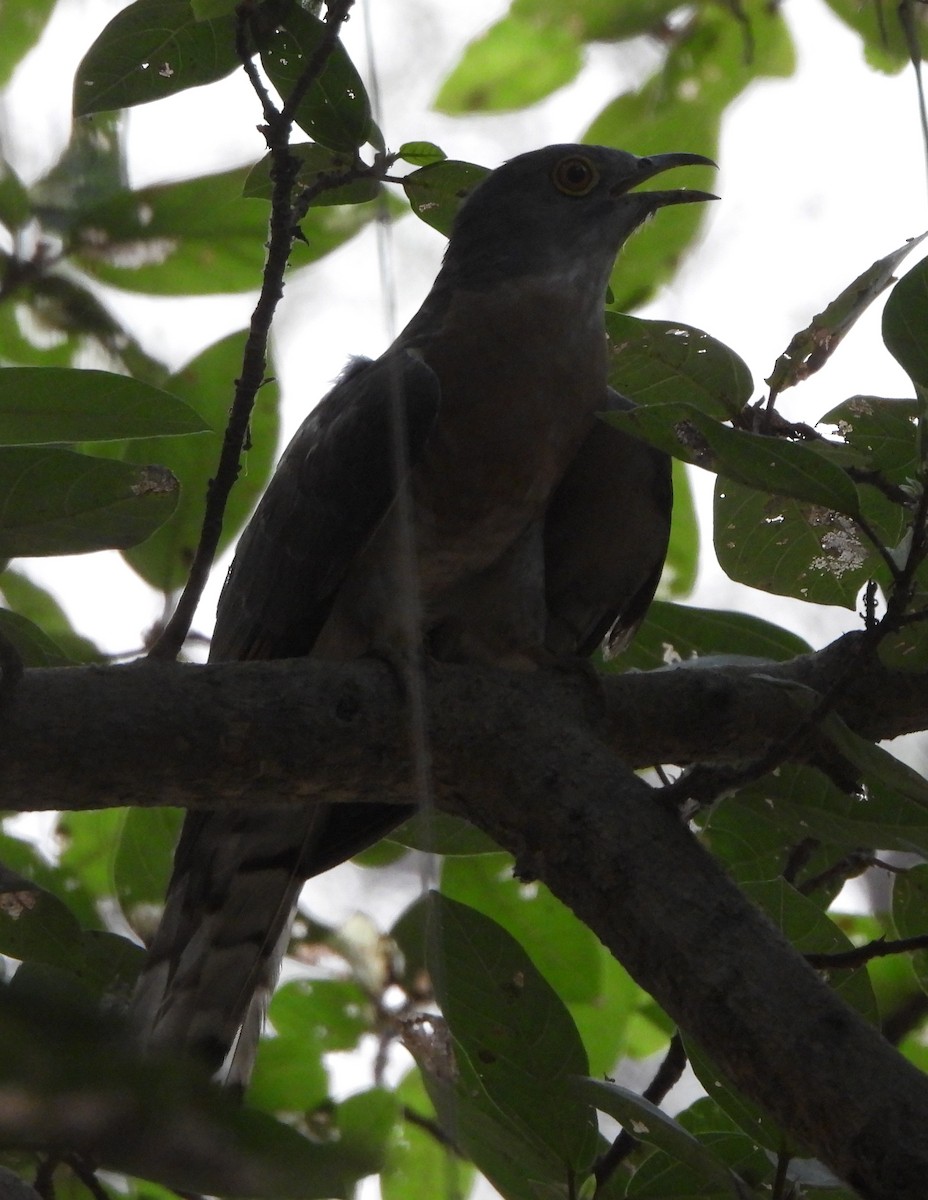 Common Hawk-Cuckoo - ML620302202
