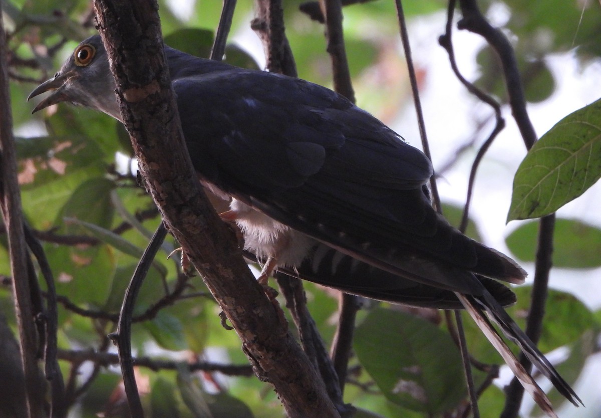 Common Hawk-Cuckoo - ML620302203