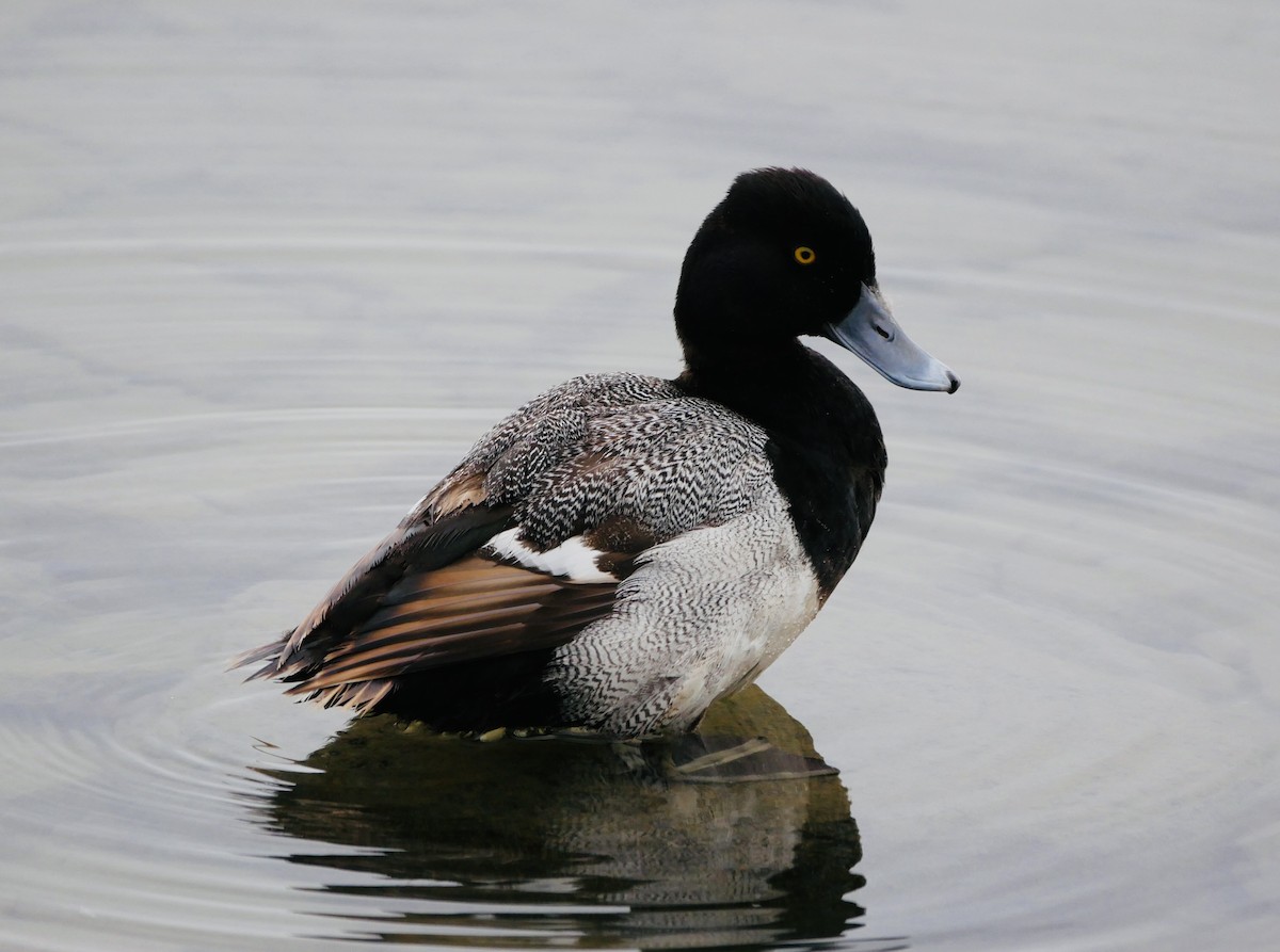 Lesser Scaup - ML620302207