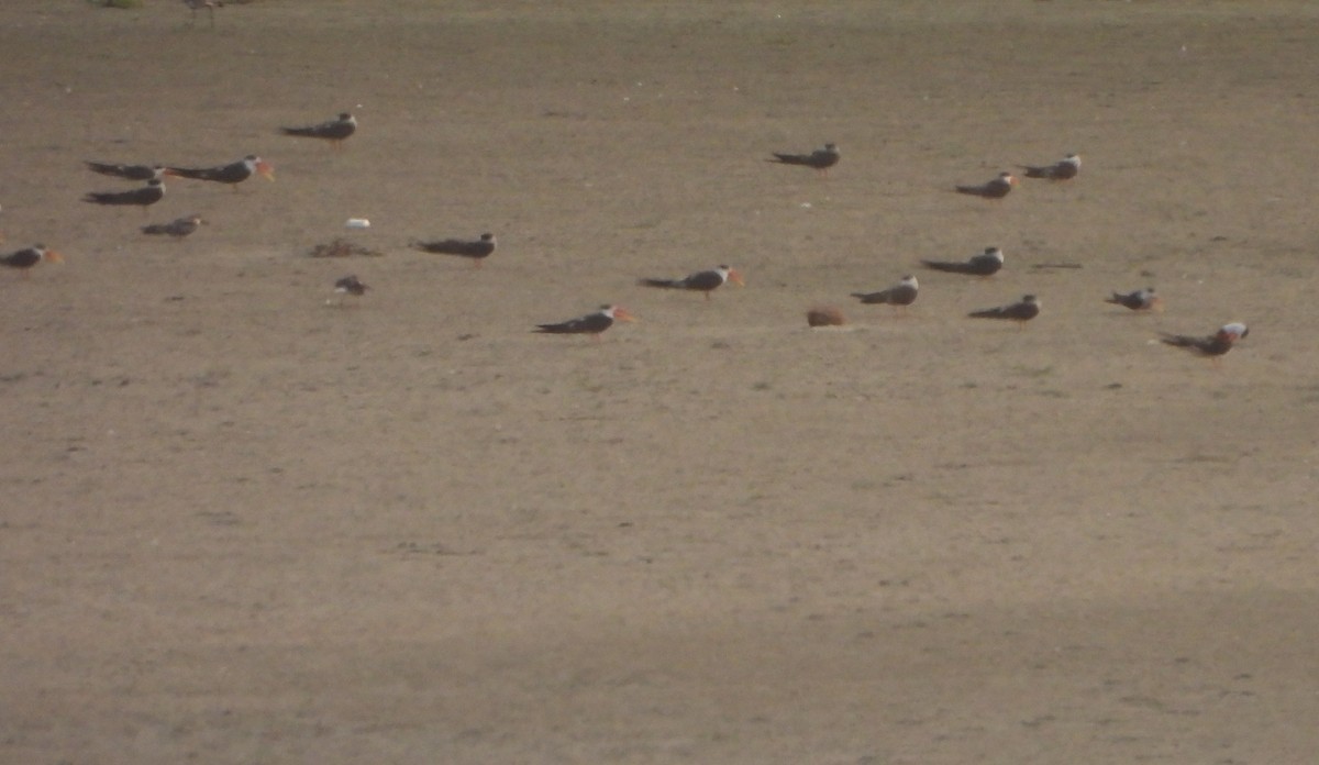 Indian Skimmer - Prof Chandan Singh Dalawat