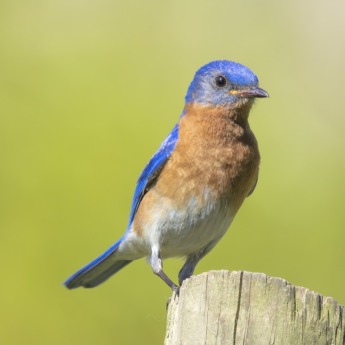 Eastern Bluebird - ML620302212