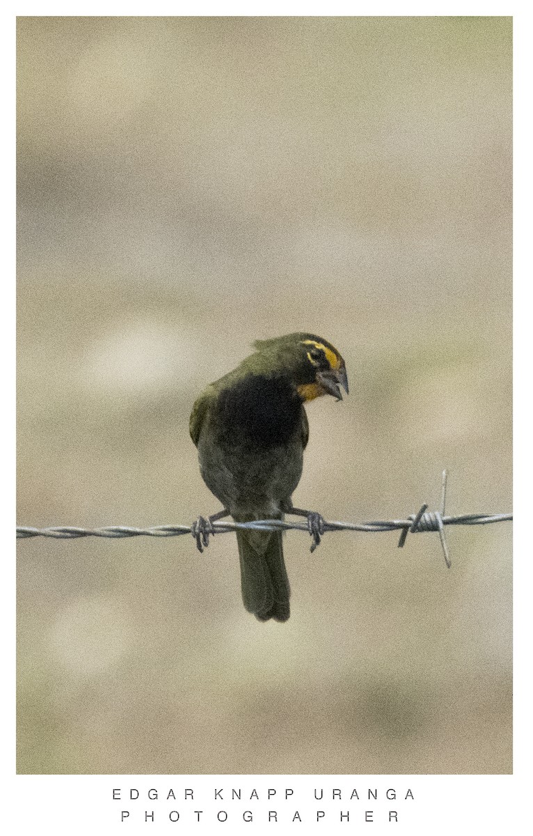 Yellow-faced Grassquit - ML620302218