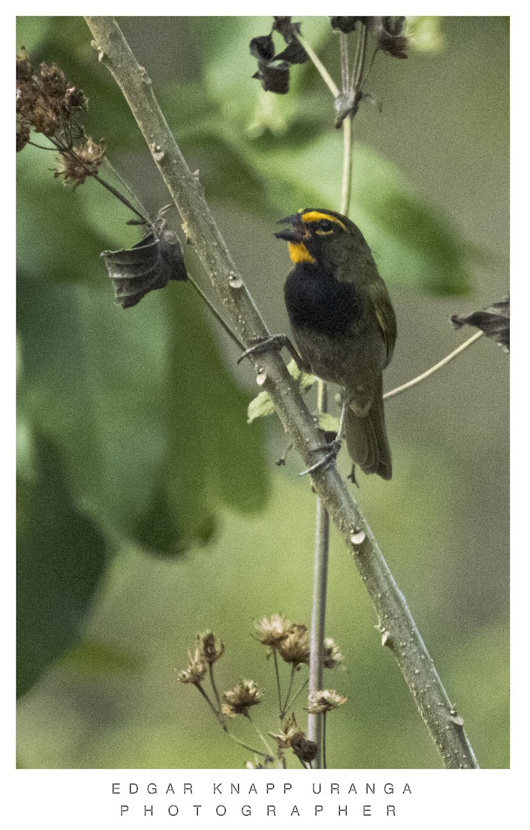 Yellow-faced Grassquit - ML620302221