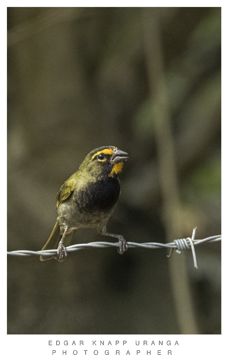 Yellow-faced Grassquit - ML620302223