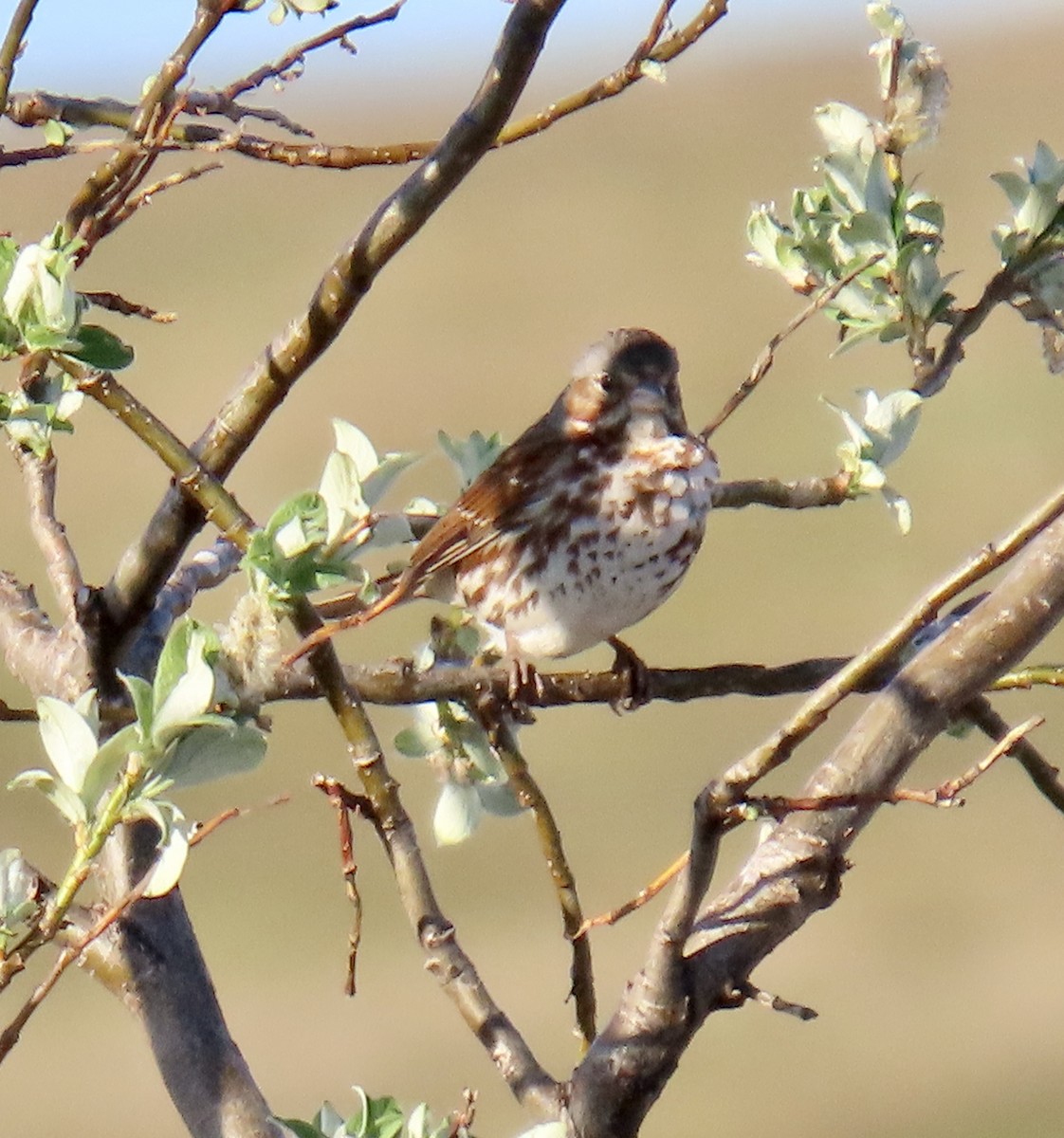 Fox Sparrow (Red) - Sally Bergquist