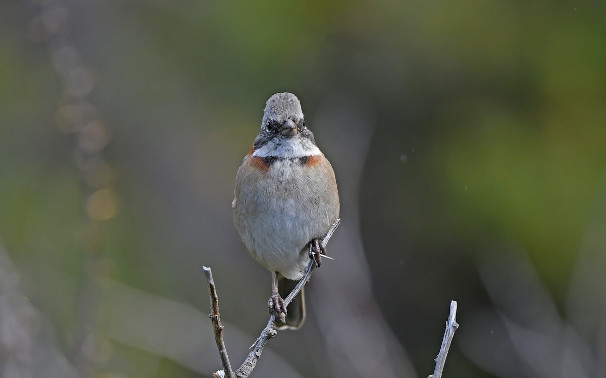 Rufous-collared Sparrow - ML620302232