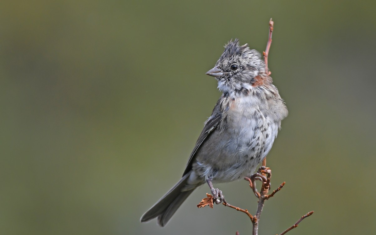 Rufous-collared Sparrow - ML620302233