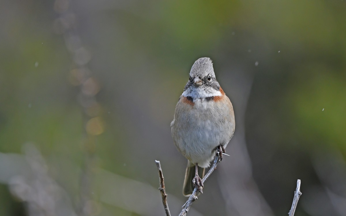 Rufous-collared Sparrow - ML620302234