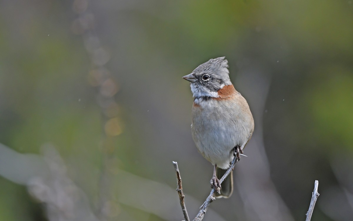 Rufous-collared Sparrow - ML620302235