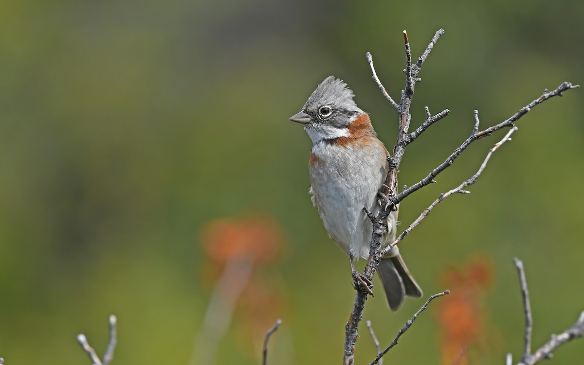 Rufous-collared Sparrow - ML620302236