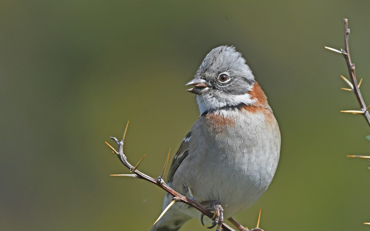 Rufous-collared Sparrow - ML620302237