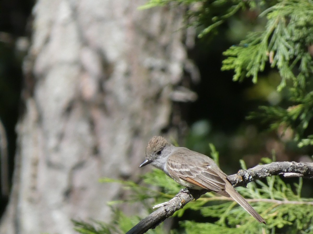 Ash-throated Flycatcher - ML620302244