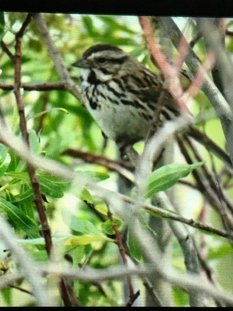 Song Sparrow - ML620302246