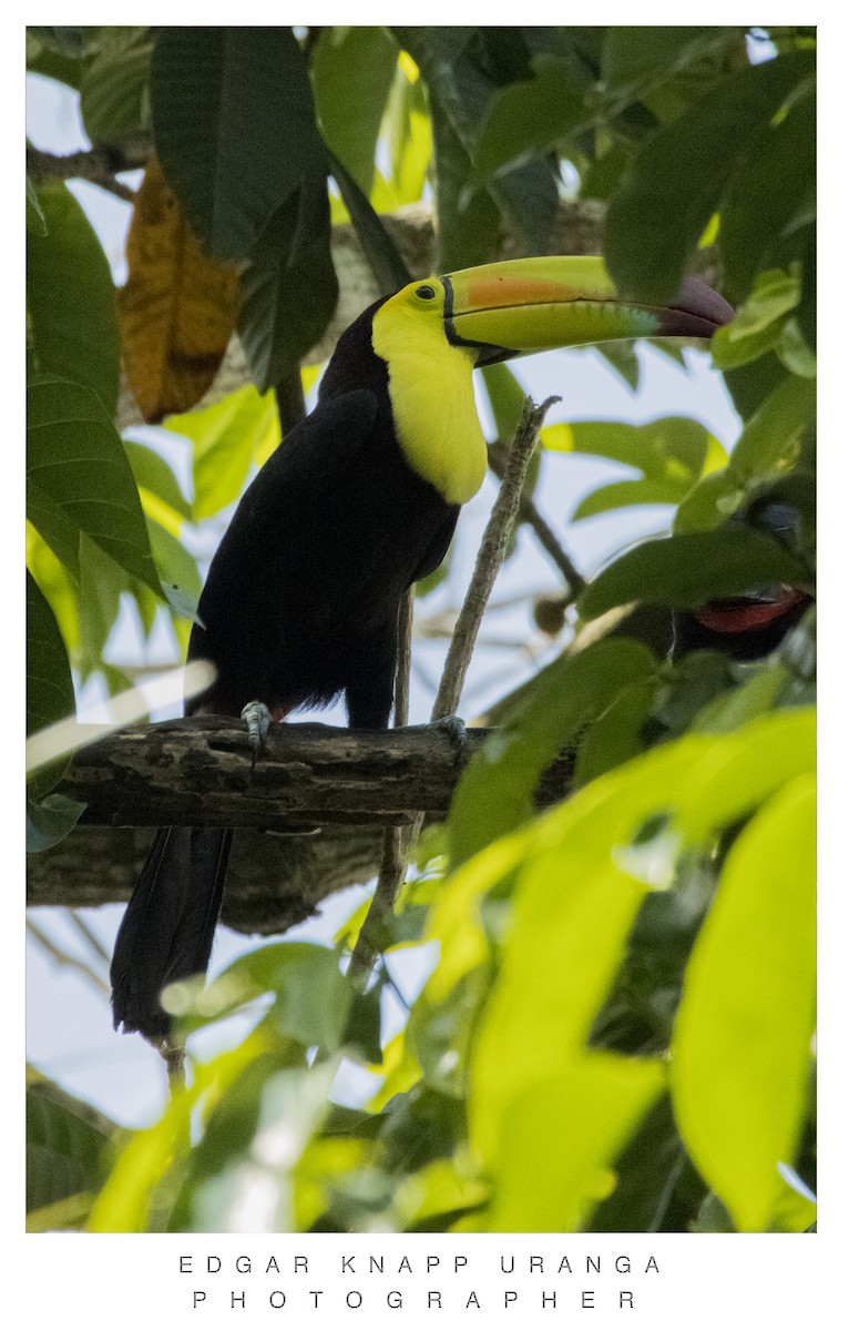 Keel-billed Toucan - ML620302247