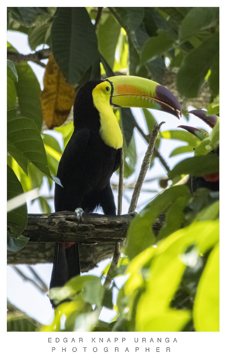 Toucan à carène - ML620302248