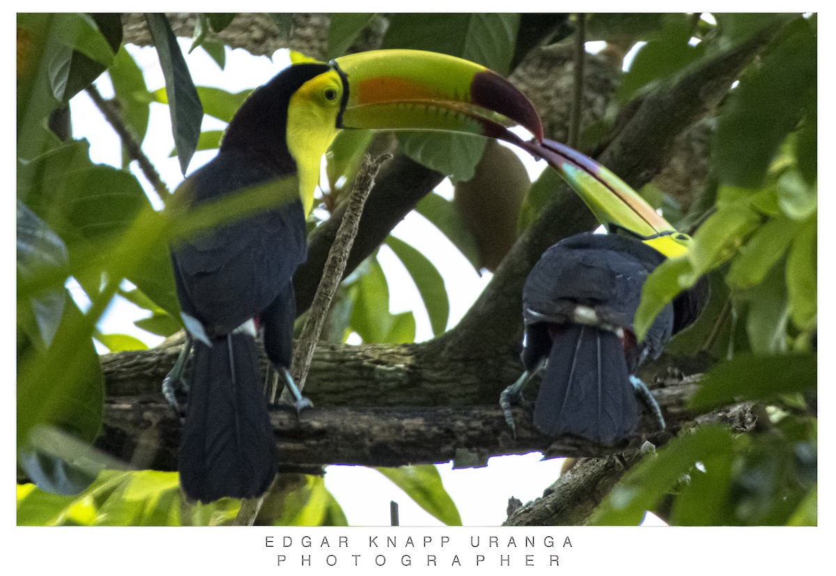 Keel-billed Toucan - ML620302249