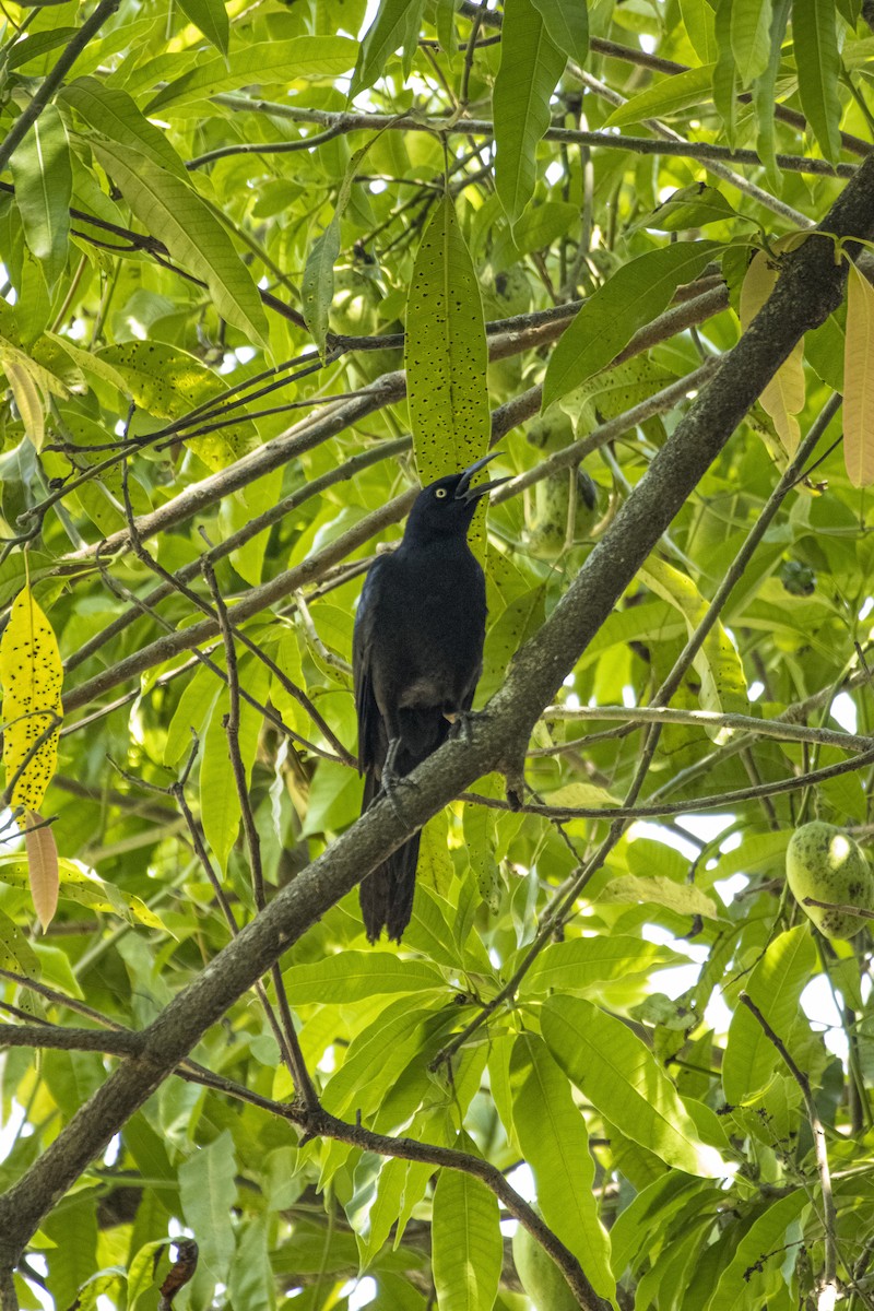Great-tailed Grackle - ML620302251