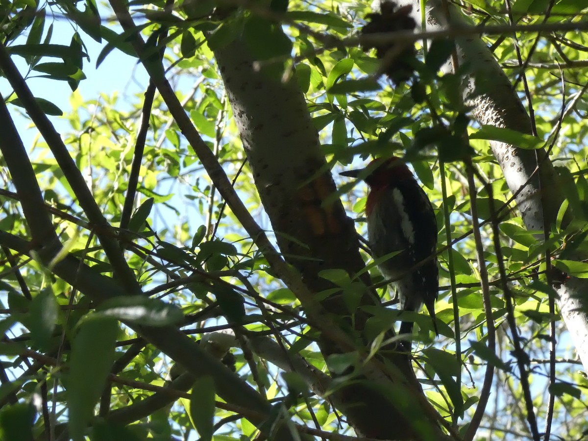 Red-breasted Sapsucker - ML620302256