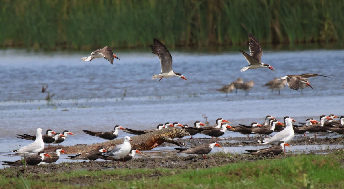 African Skimmer - Frank Willems - Birding Zambia