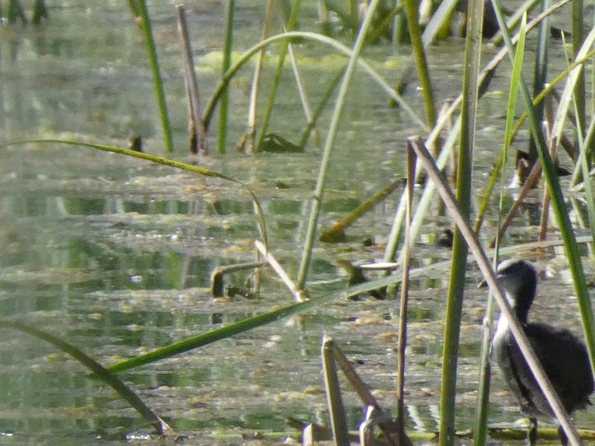 American Coot - ML620302258