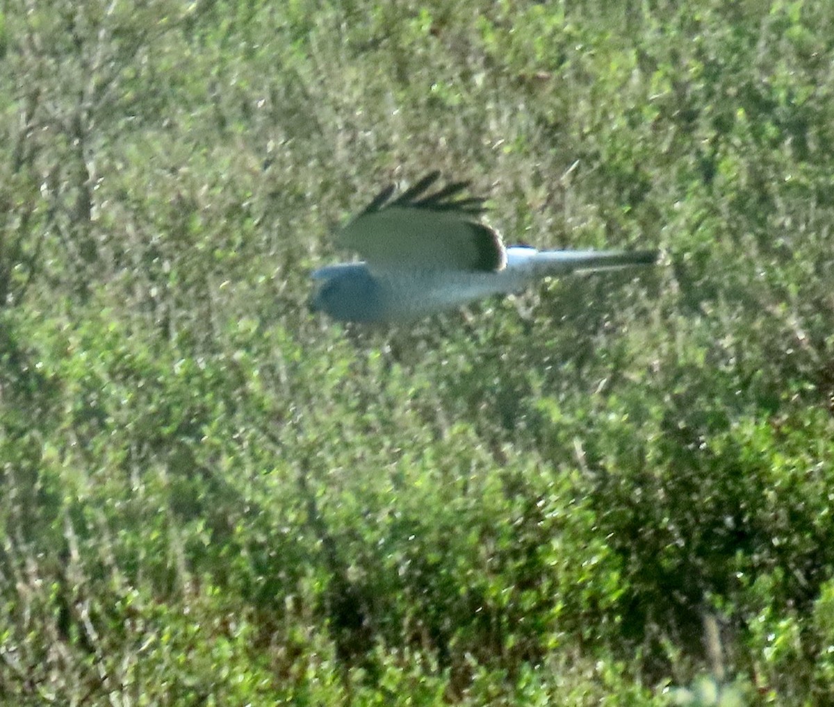 Northern Harrier - ML620302261