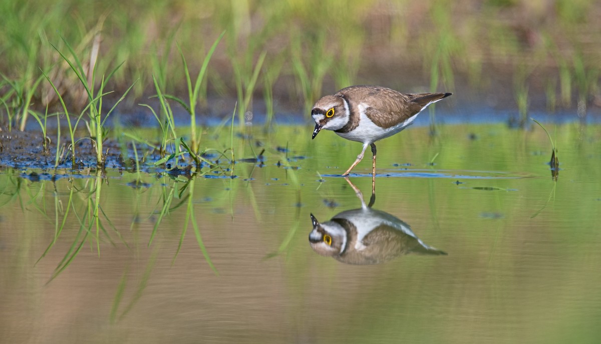 Little Ringed Plover - ML620302268