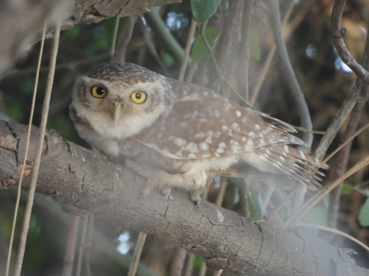 Spotted Owlet - ML620302270