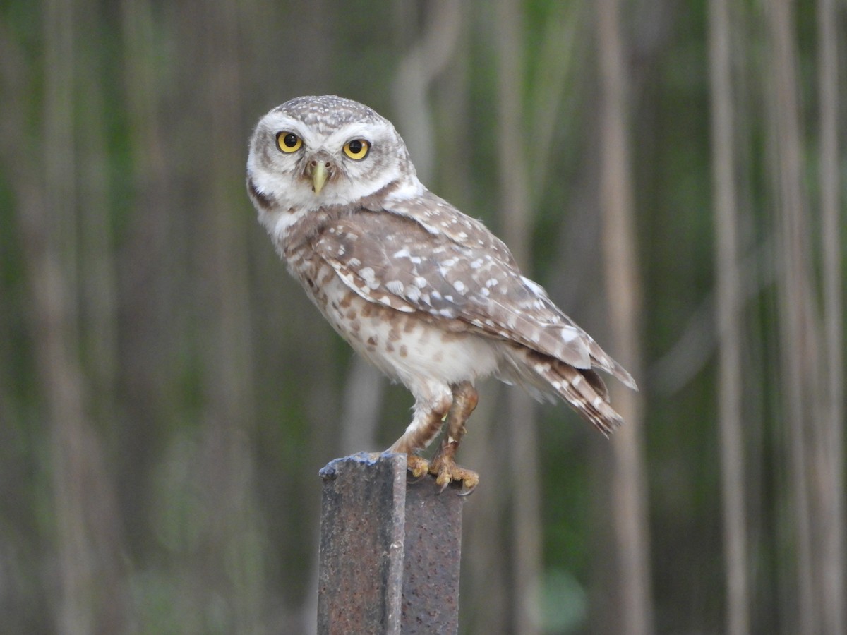 Spotted Owlet - ML620302271