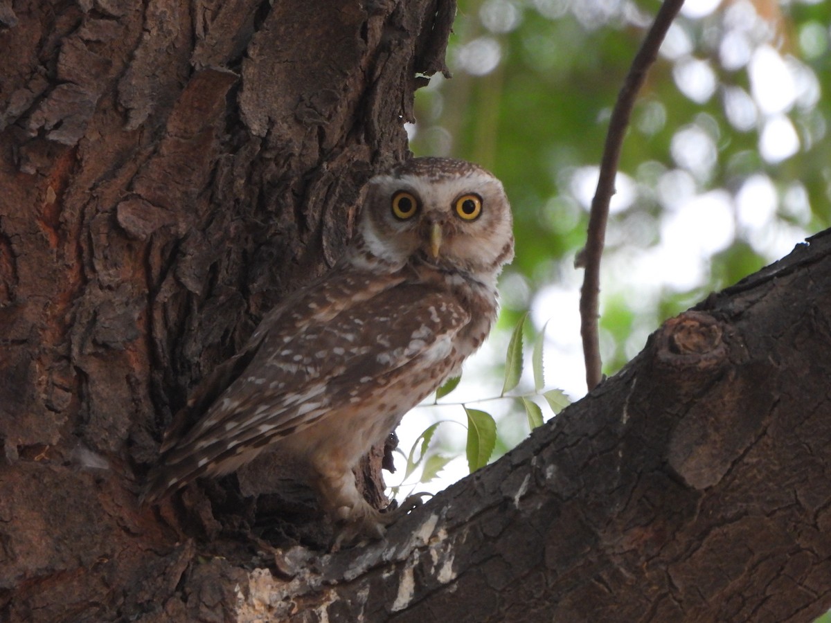 Spotted Owlet - ML620302272