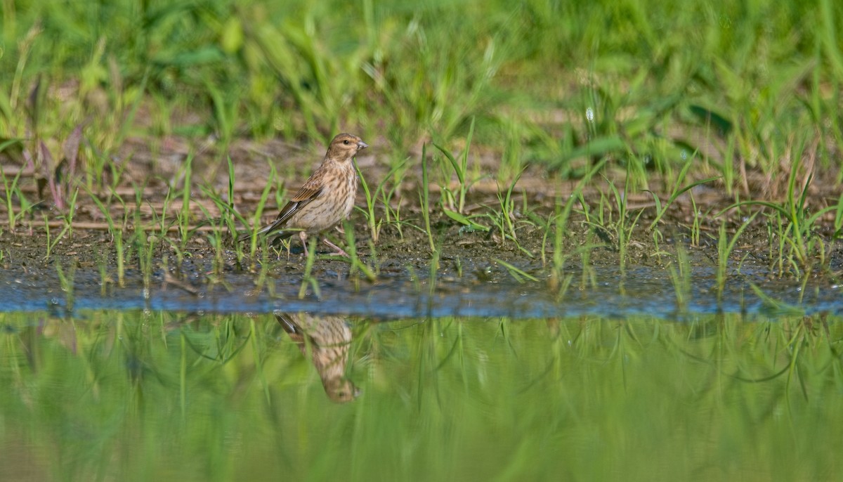 Eurasian Linnet - ML620302276