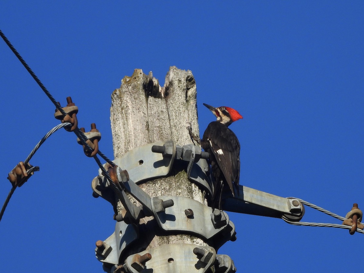 Pileated Woodpecker - ML620302278