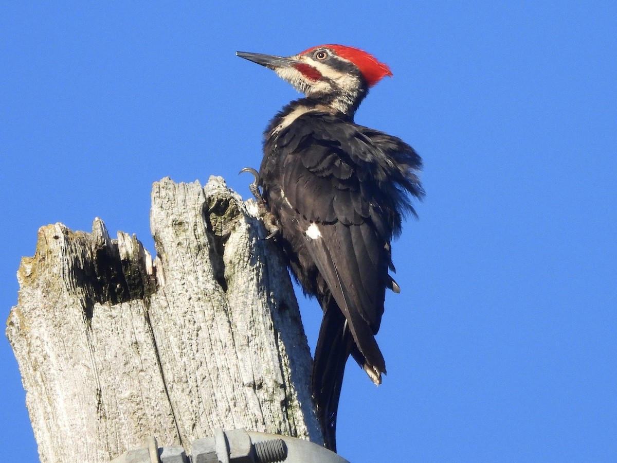 Pileated Woodpecker - ML620302279