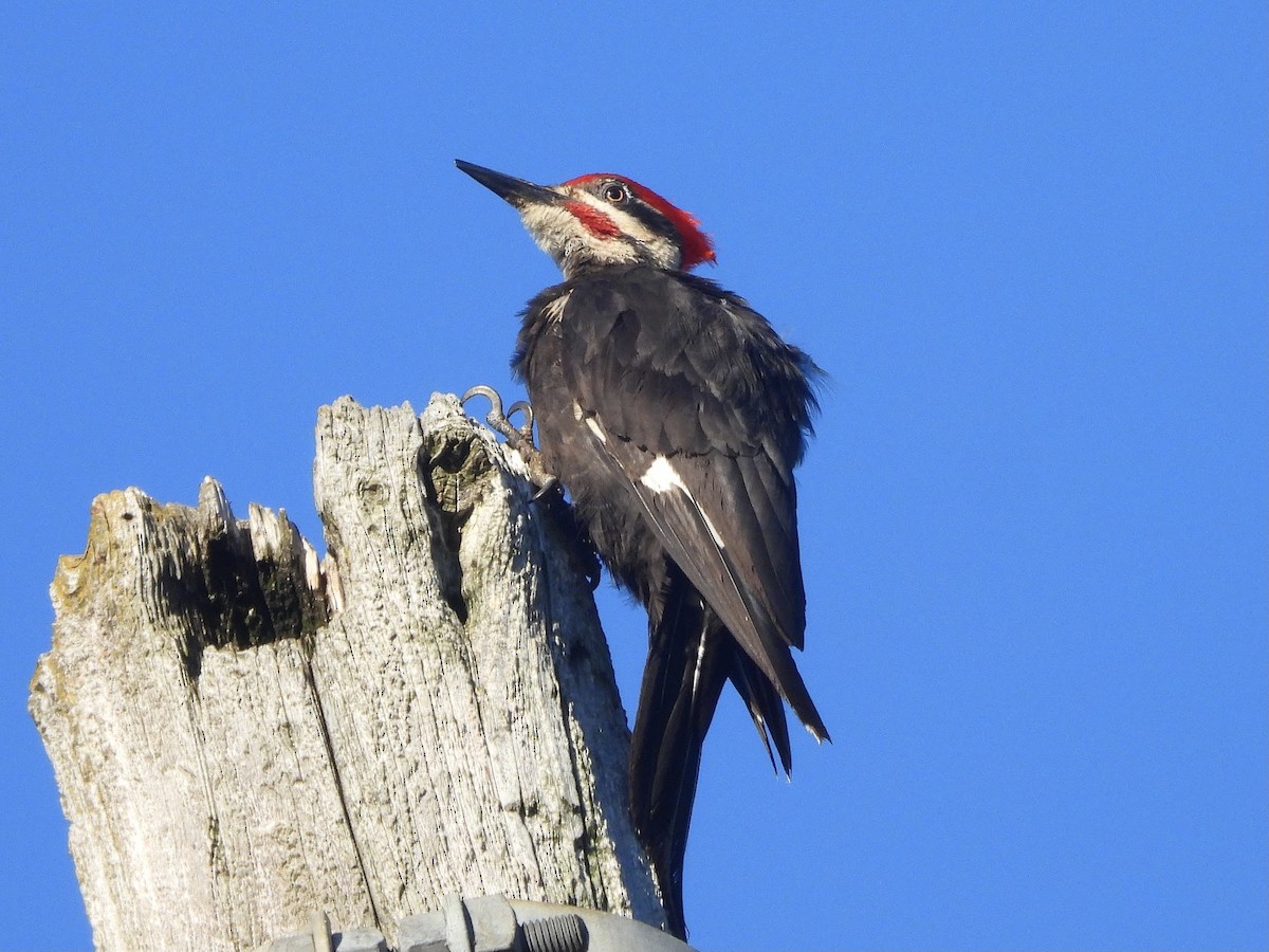 Pileated Woodpecker - ML620302280