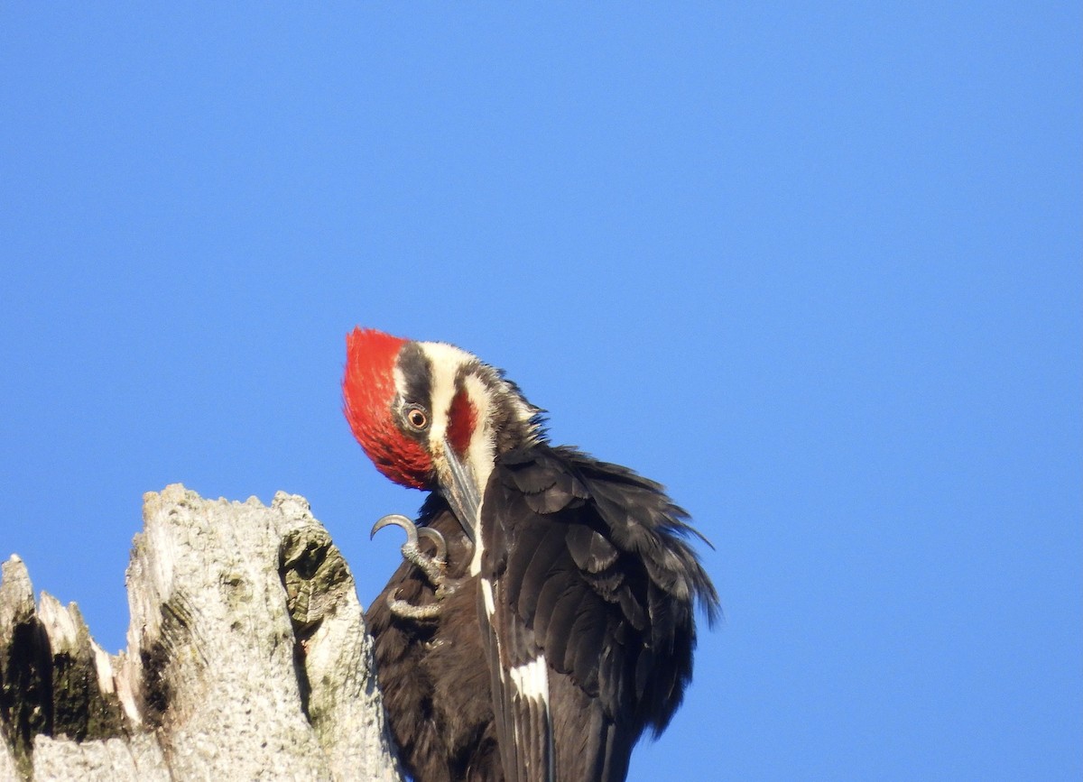 Pileated Woodpecker - ML620302281