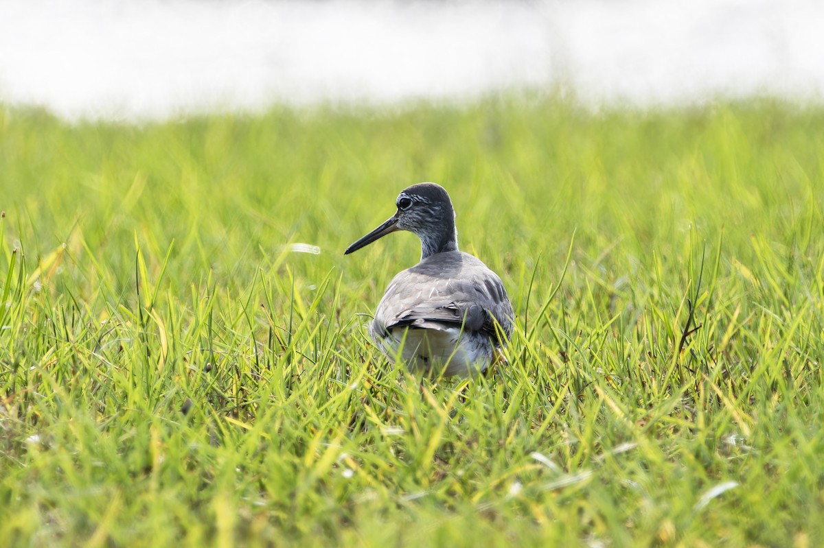 Gray-tailed Tattler - ML620302282