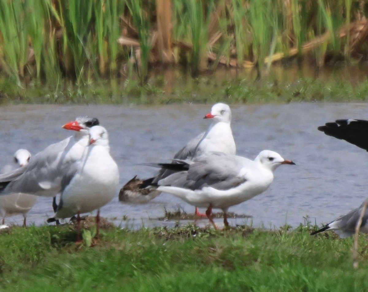 Gray-hooded Gull - Frank Willems - Birding Zambia