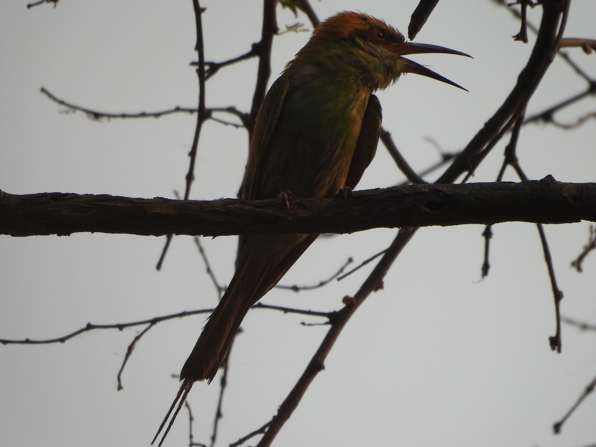 Asian Green Bee-eater - ML620302290
