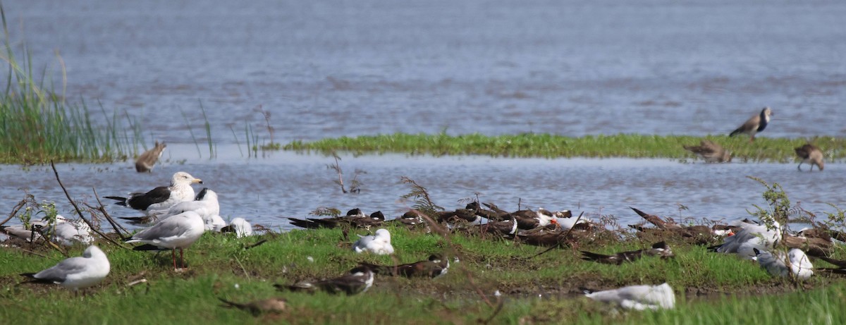 Gaviota Sombría - ML620302292