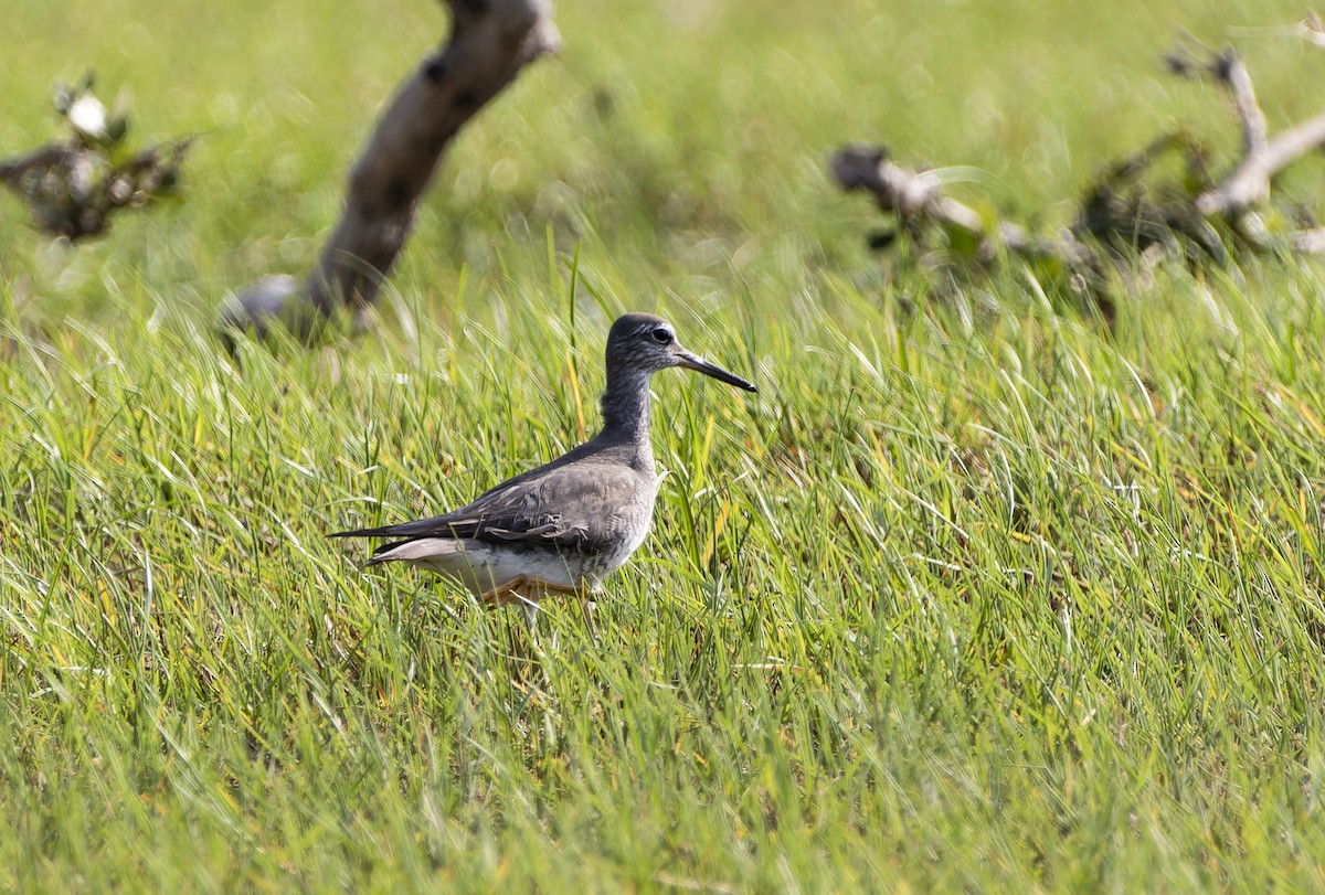 Gray-tailed Tattler - ML620302293