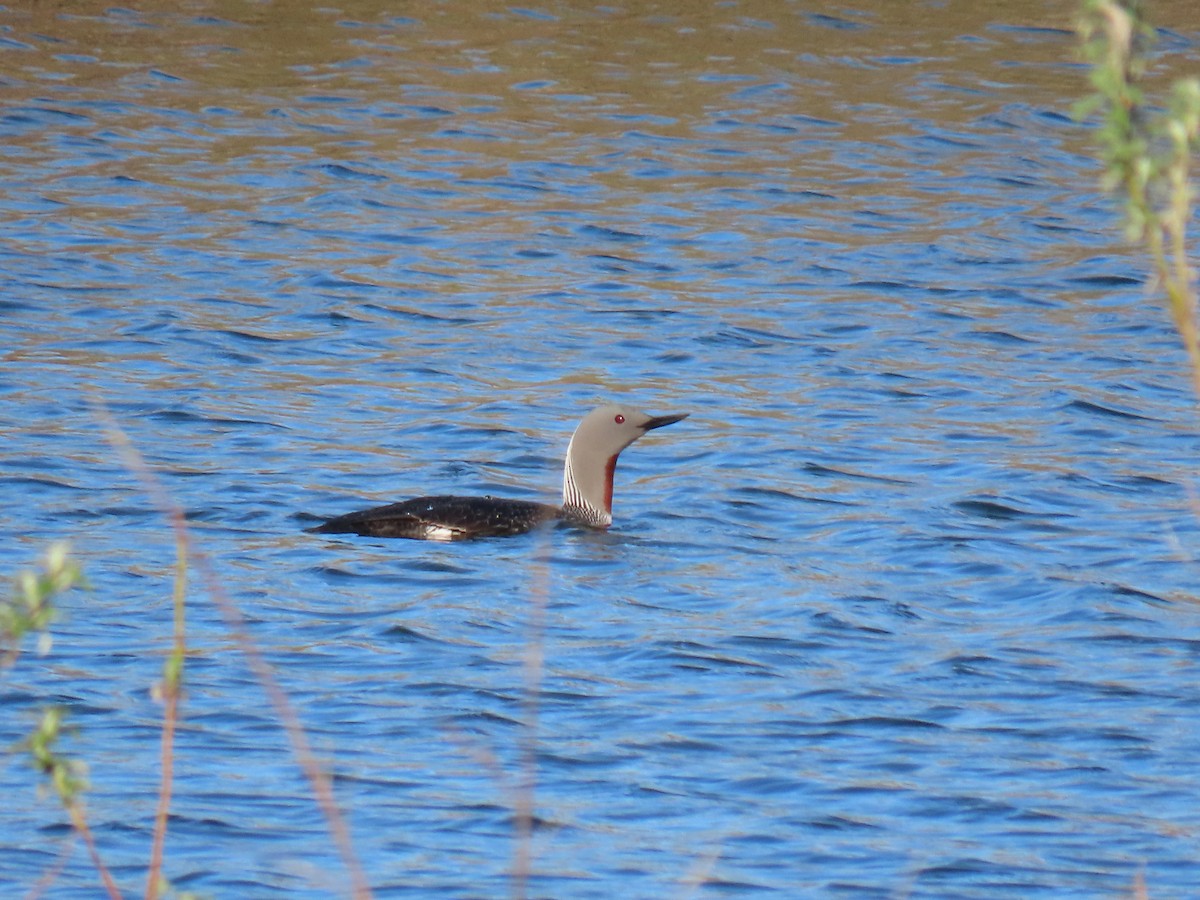 Red-throated Loon - ML620302295