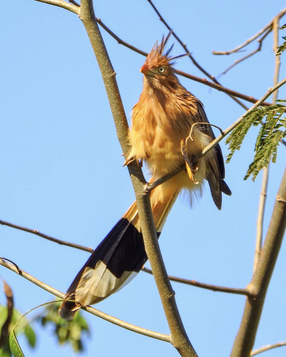 Guira Cuckoo - ML620302296