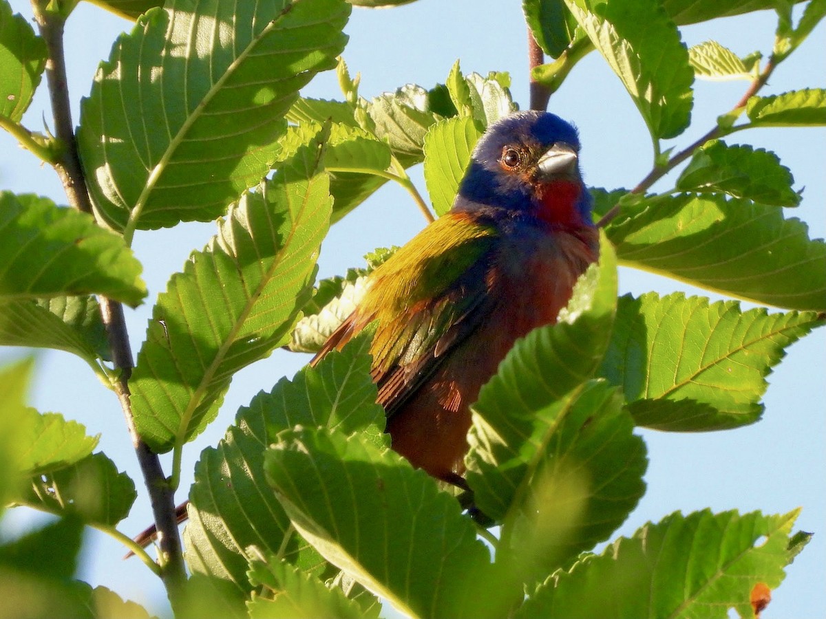 Painted Bunting - ML620302297